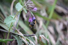 Bombus
