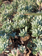 Porophyllum linifolium