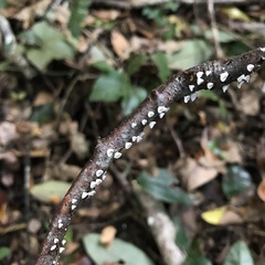 Cyphellaceae