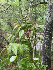 Ailanthus altissima