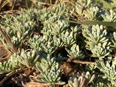 Porophyllum linifolium