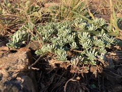 Porophyllum linifolium