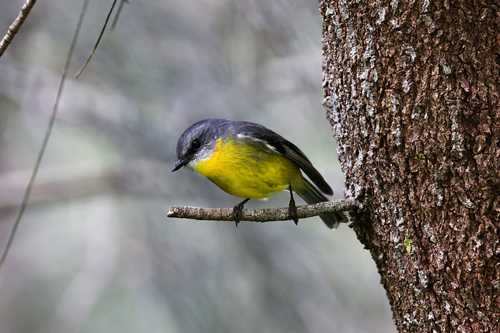 Eastern Yellow Robin, photo 6 of 7