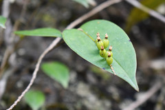 Pleurothallis truncata
