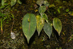 Pleurothallis truncata