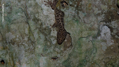 Phyllodactylus palmeus