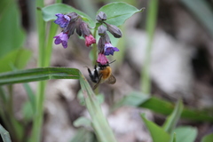 Bombus