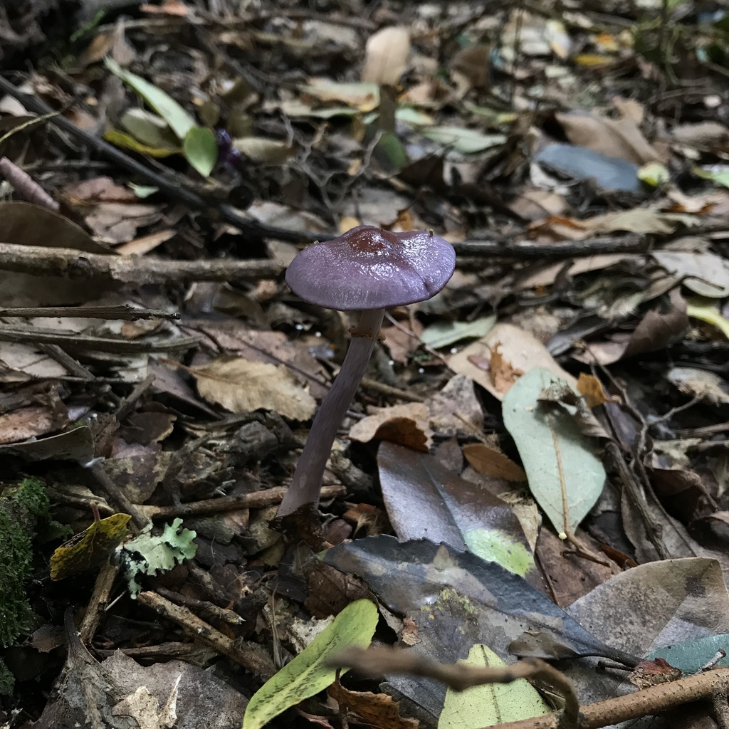 Thaxterogaster magellanicus · May 2022 · photo: © cristianriquelme (iNaturalist, cc-by)