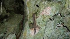 Phyllodactylus palmeus