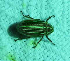 Polyphylla decemlineata