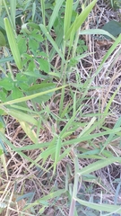 Muhlenbergia microsperma