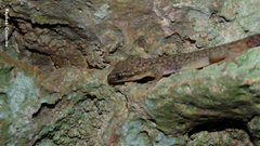 Phyllodactylus palmeus