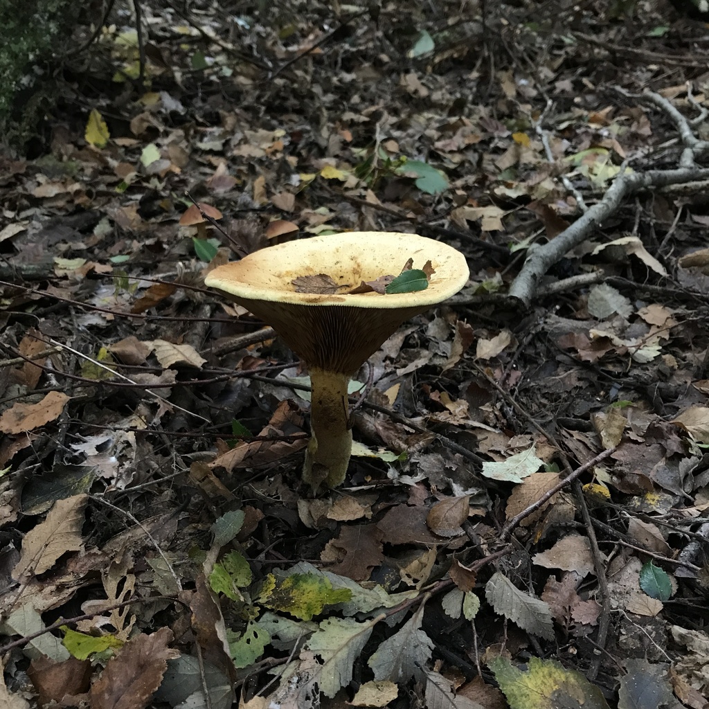 Austropaxillus statuum · May 2022 · photo: © cristianriquelme (iNaturalist, cc-by)