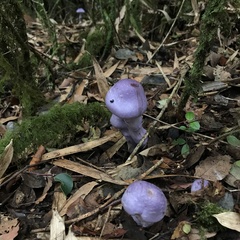 Cortinarius contulmensis