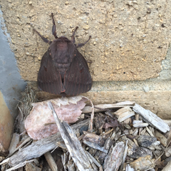 Citheronia sepulcralis