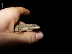 Anolis bicaorum