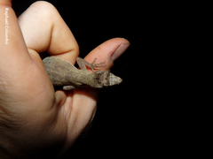 Anolis bicaorum