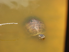 Trachemys decussata