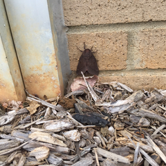 Citheronia sepulcralis