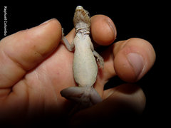 Anolis bicaorum