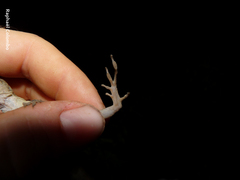 Anolis bicaorum