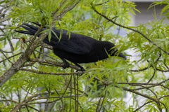 Corvus brachyrhynchos