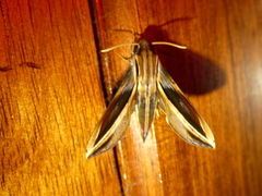 Xylophanes thyelia