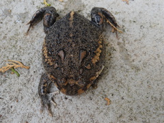 Odontophrynus