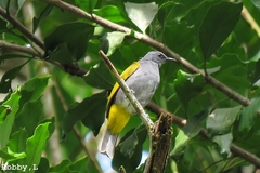 Rubigula cyaniventris
