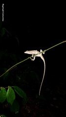 Anolis bicaorum