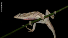 Anolis bicaorum