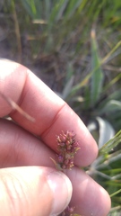 Plectritis ciliosa