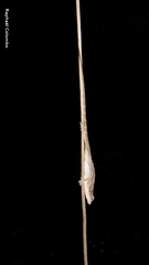 Anolis bicaorum