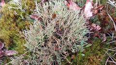 Cladonia crispata