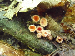 Microstoma floccosum image