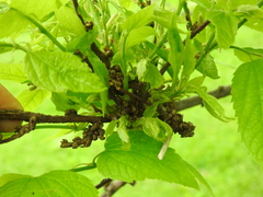 Podosphaera phytoptophila