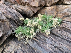 Spergularia rupestris