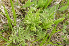 Ajuga chamaepitys