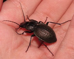 Carabus lusitanicus