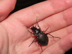 Carabus lusitanicus
