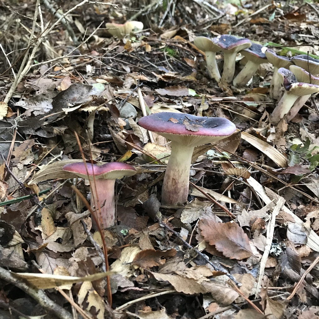 Russula sardonia · May 2022 · photo: © cristianriquelme (iNaturalist, cc-by)
