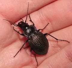 Carabus lusitanicus