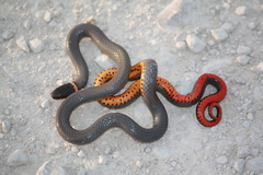 Diadophis punctatus regalis