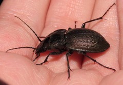 Carabus lusitanicus