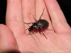 Carabus lusitanicus