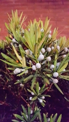 Podocarpus macrophyllus