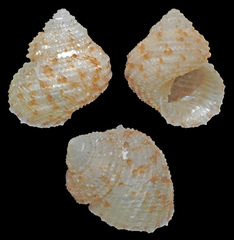 Herpetopoma instrictum