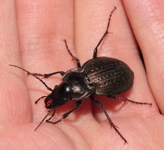 Carabus lusitanicus