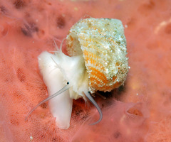 Herpetopoma instrictum