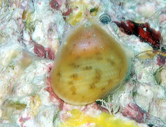 Herpetopoma instrictum